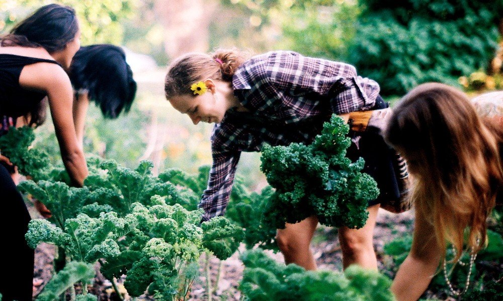 Local Food Movement, farming