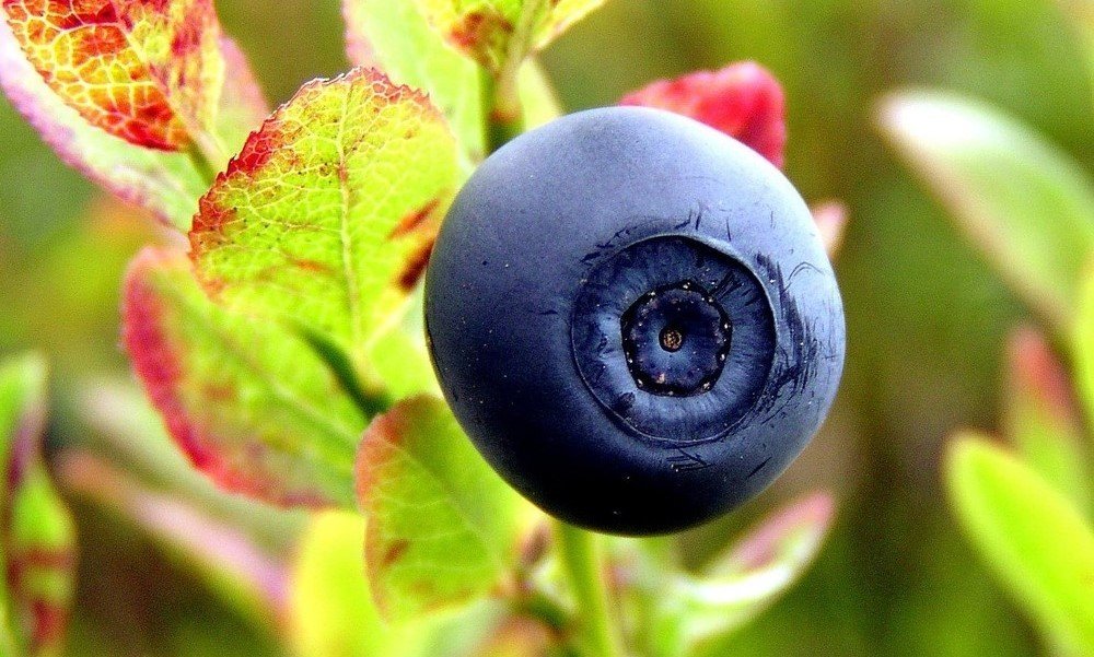 Norwegian blueberry superfood