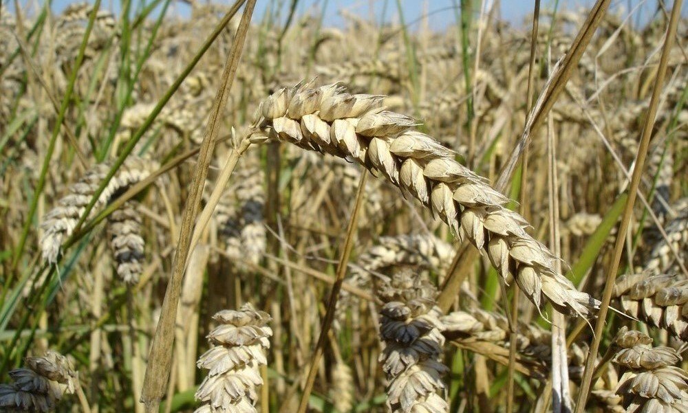 Wheat grain, close up