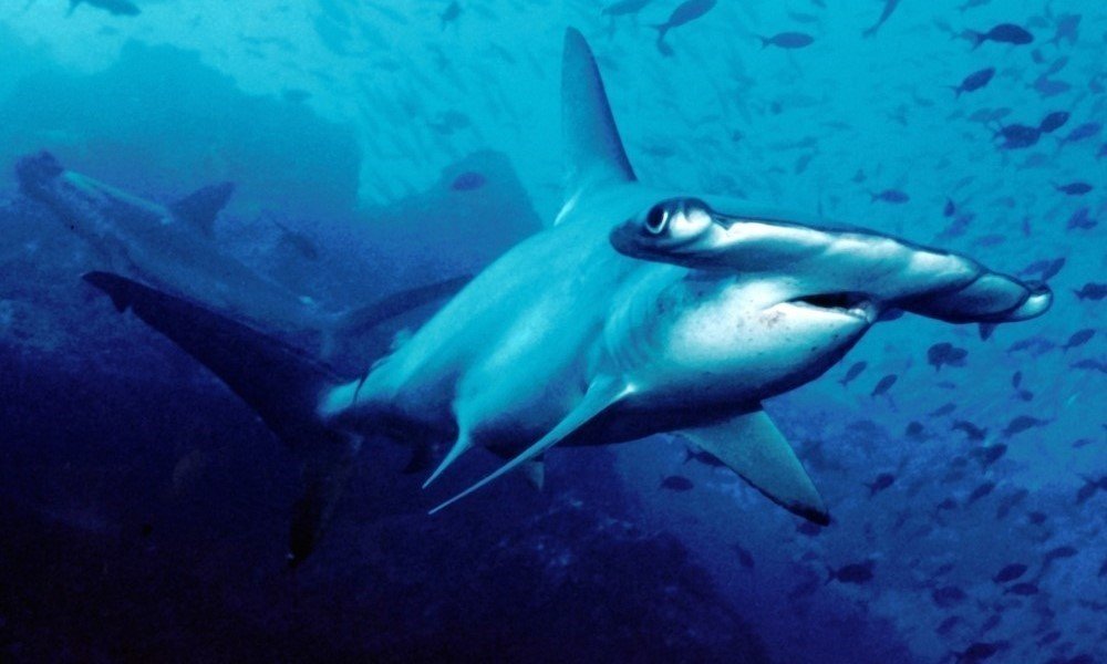 Scalloped Hammerhead Sharks