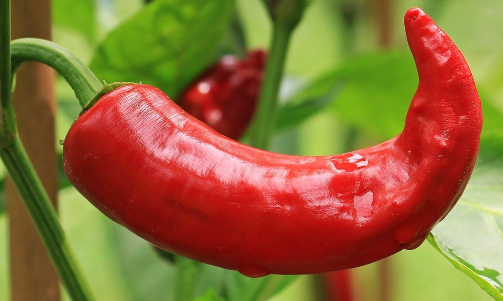 Big Spicy Pepper